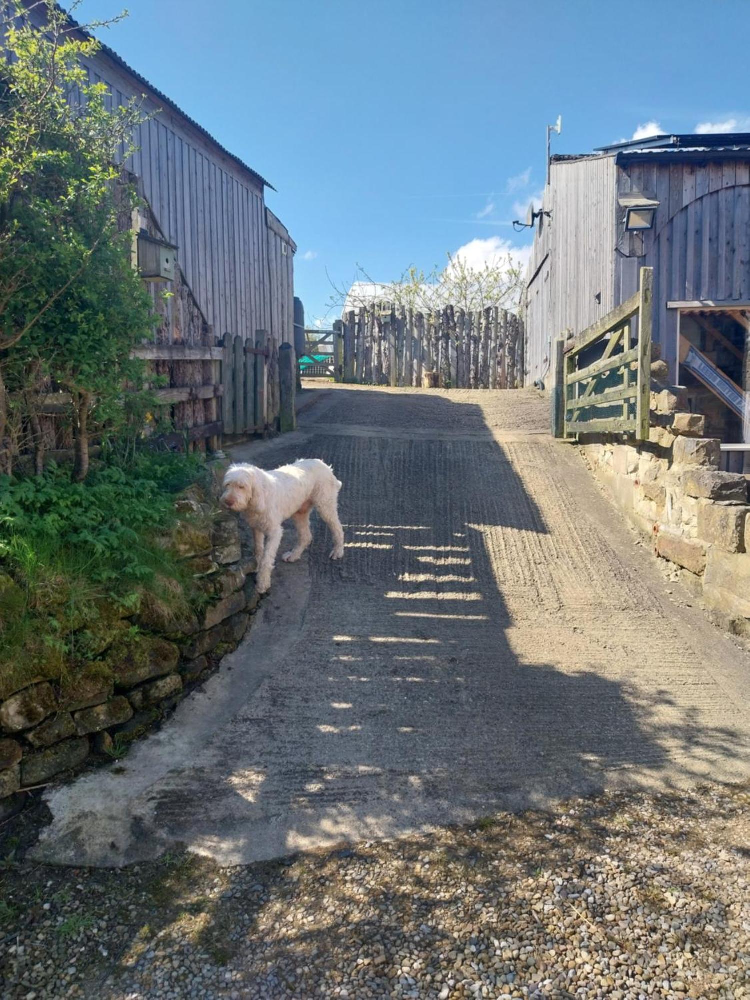 Meadowbeck - Shepherd Huts Fylingdales Exteriör bild